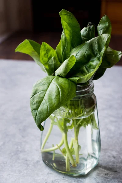 Fresh Basil Leaves in Glass of Water . — Stock Photo, Image