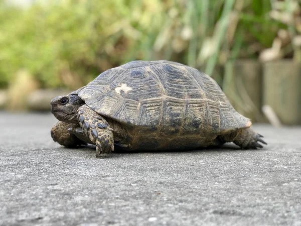 Stor skildpadde i haven . - Stock-foto