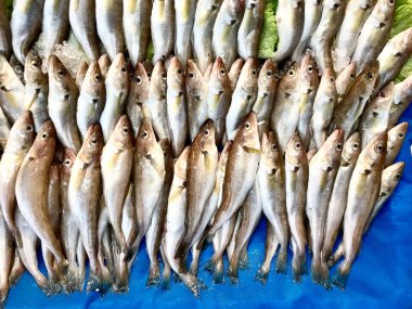 Türk Pazarı 'nda Mezgit Balığı Satılık.