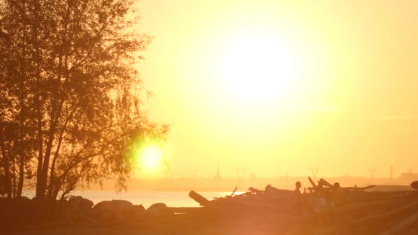 Playa y árbol al atardecer — Vídeos de Stock