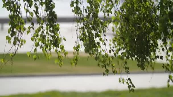 Groene berk bewegen in de wind tegen de achtergrond van het park en de mensen — Stockvideo