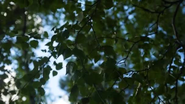 Ένα κοντινό πλάνο πράσινων φύλλων σε έναν γαλάζιο ουρανό. Τα φύλλα του Μπερτς κινούνται υπό την επήρεια του ανέμου.. — Αρχείο Βίντεο