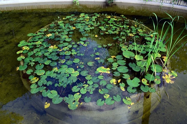 Plantas de água e flores — Fotografia de Stock