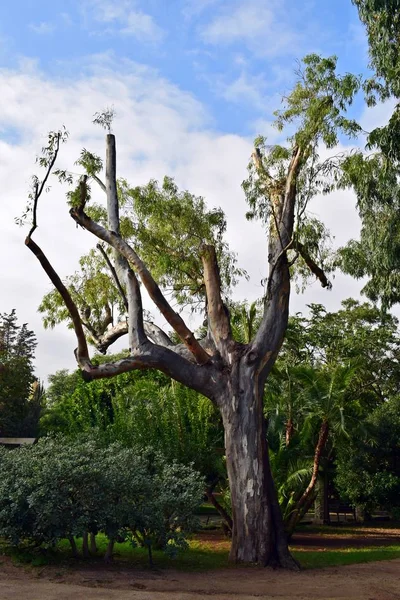 Park und Gärten im Berg Montjuic — Stockfoto