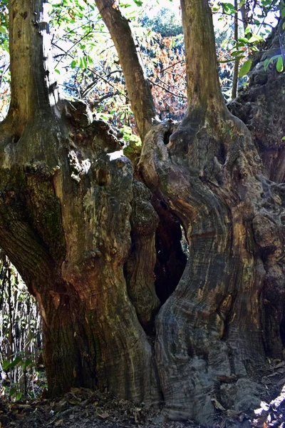 Fa az erdőben — Stock Fotó