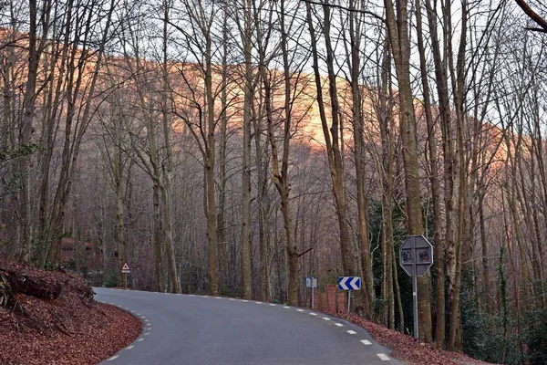 Foreste nelle montagne di Montseny — Foto Stock