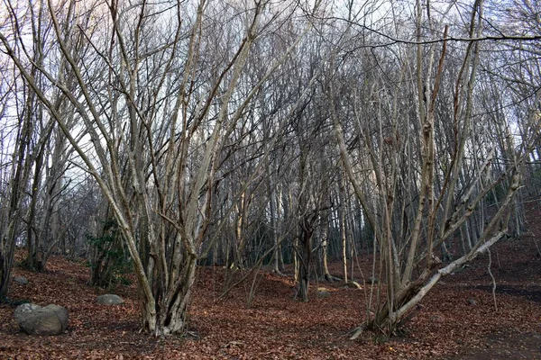 Floresta no inverno, árvores pecam hojas — Fotografia de Stock