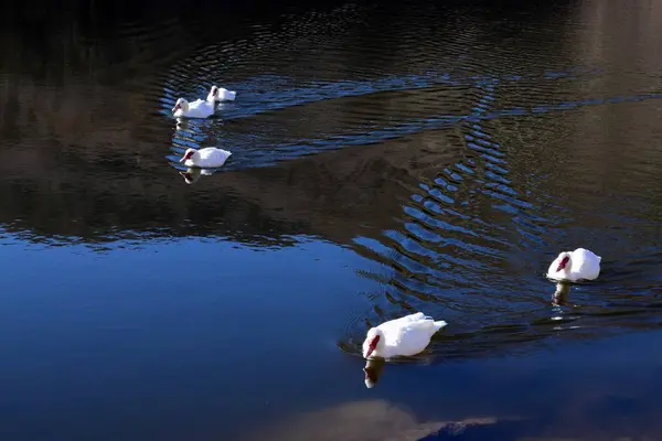 Ducks in their natural habitat — Stock Photo, Image