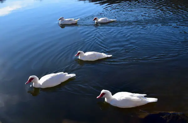 Enten in ihrem natürlichen Lebensraum — Stockfoto