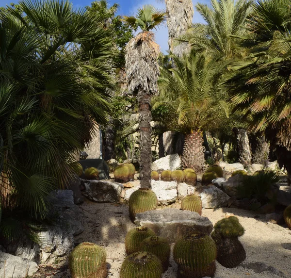 Variedades de Cactus — Foto de Stock