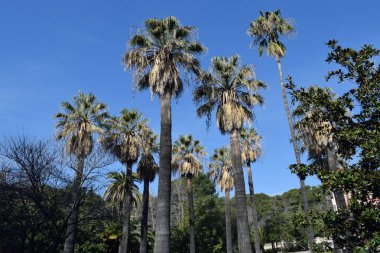 Palmiye ağaçları Gardens