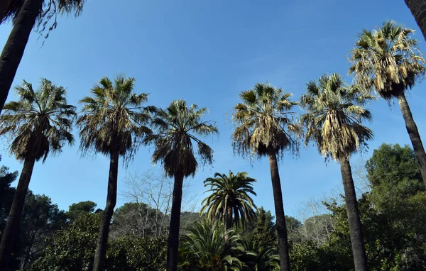 Palmy w ogrodzie — Zdjęcie stockowe
