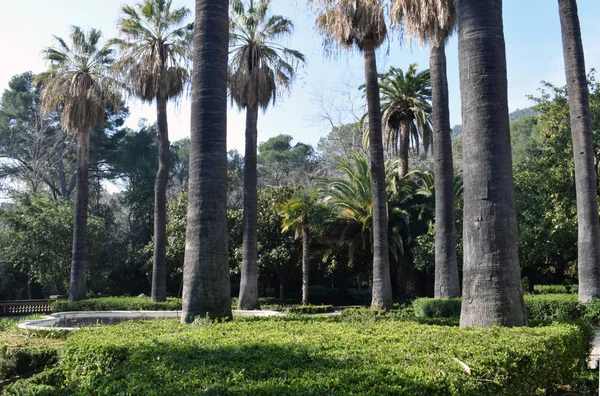 Palmeiras em jardins — Fotografia de Stock