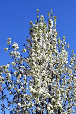  Meyve ağaçlarının çiçeklenme
