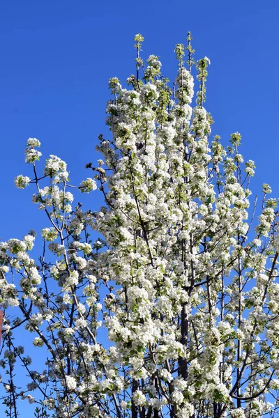  Meyve ağaçlarının çiçeklenme