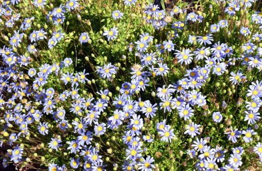 bahar çiçekleri doğa 