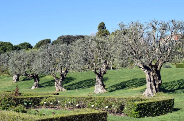 Olívaolaj fák a kert park — Stock Fotó