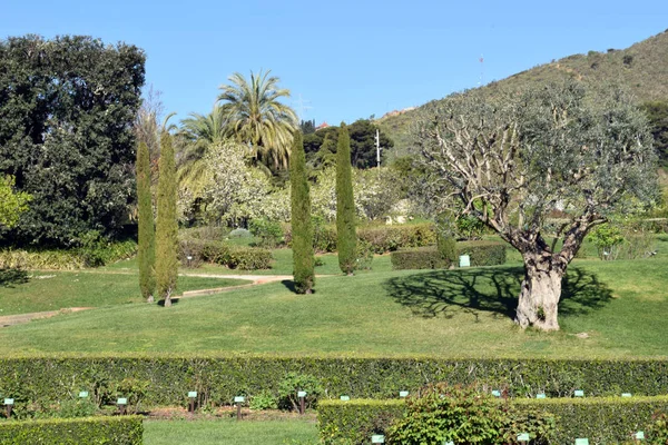 Drzewa oliwne w parku — Zdjęcie stockowe