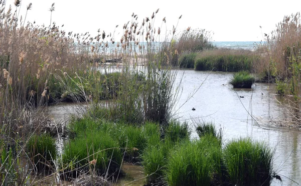 Rio Llobregat delta — Fotografia de Stock