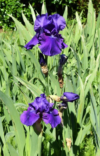 Lirios violetas en jardín de rosas en el parque público —  Fotos de Stock