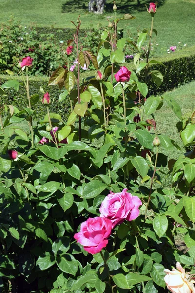 Jardín de rosas en el parque público — Foto de Stock
