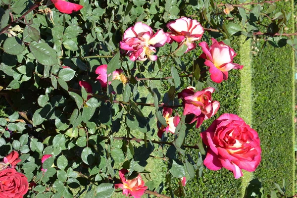 Рожевий сад в громадському парку — стокове фото