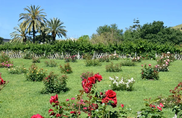 Giardino di rose nel parco pubblico — Foto Stock