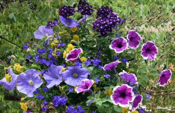 모듬된 꽃 봄 — 스톡 사진