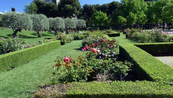 Giardino di rose nel parco pubblico — Foto Stock