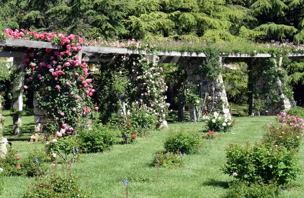 Ogród różany w parku publicznym — Zdjęcie stockowe