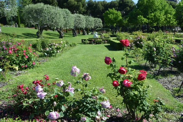 Giardino di rose nel parco pubblico — Foto Stock