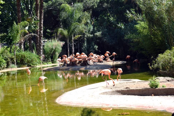 Flamants roses, animaux de zoo — Photo