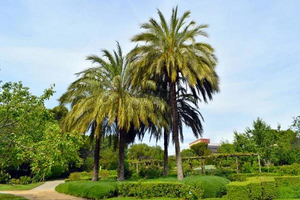 Palme nel giardino pubblico — Foto Stock