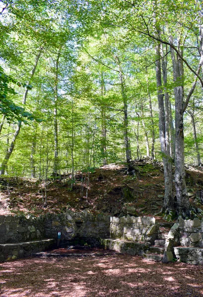 Trees in the forest — Stock Photo, Image