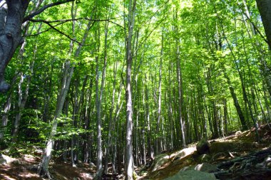 Montseny ormandaki ağaçlar