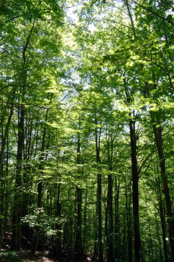  Montseny ormandaki ağaçlar