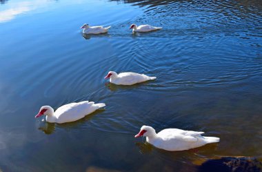 Santa Fe Bataklık Montseny Barcelona Ördekler