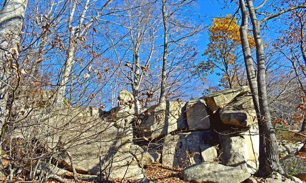 Bossen Montseny Barcelona — Stockfoto