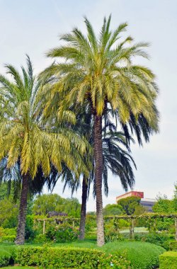 Barselona 'nın halk bahçesindeki palmiye ağaçları