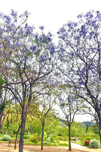 Árboles Con Flores Primavera —  Fotos de Stock