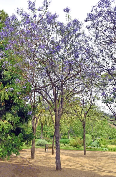 Árboles Con Flores Primavera —  Fotos de Stock