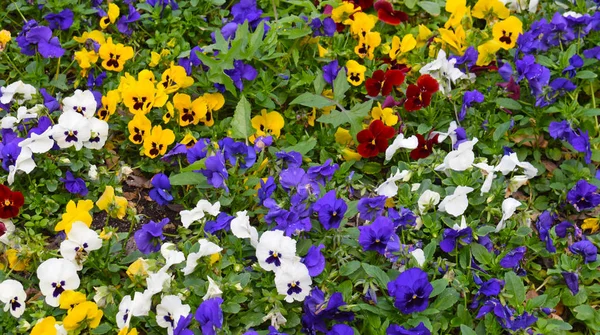 公共の庭で多様な春の花 — ストック写真