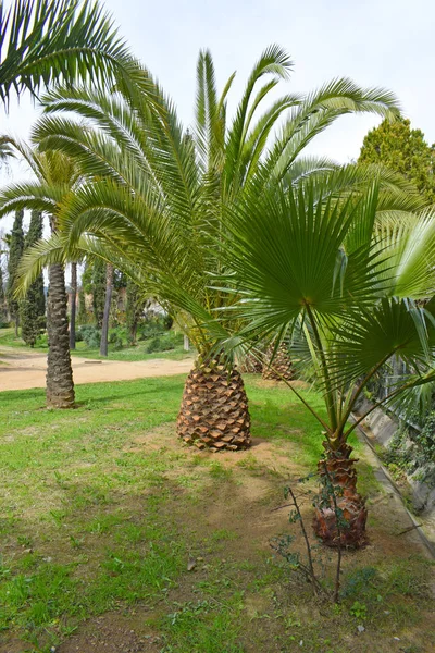 Palme Nel Giardino Pubblico Barcellona — Foto Stock