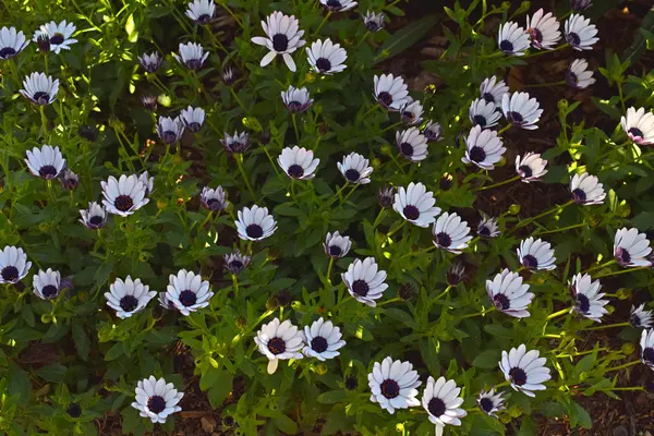 公共庭のヒナギクの花 — ストック写真