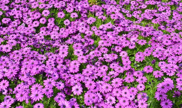 Bunga Aster Dari Taman Umum — Stok Foto