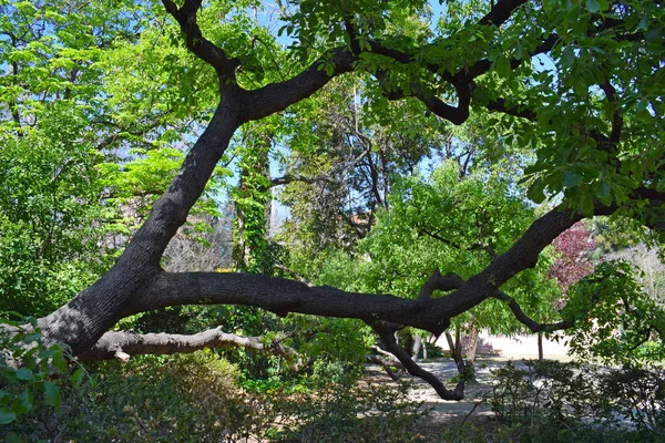 Дерево Общественном Саду Барселоны — стоковое фото
