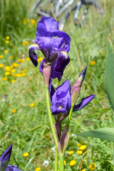 Purple Spring Lily Collserola Park — Stok Foto