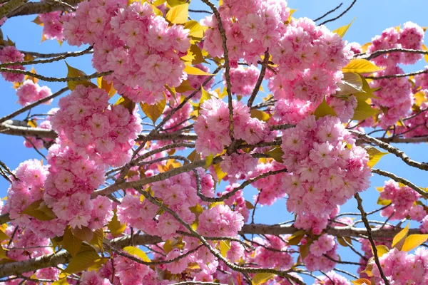 Kvetoucí Strom Jaře Parku Collserola — Stock fotografie
