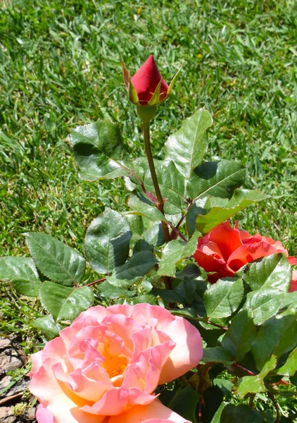 Троянди Парку Сервантеса Барселоні — стокове фото