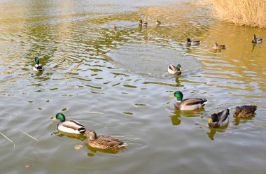 Kamu parkı gölündeki ördekler